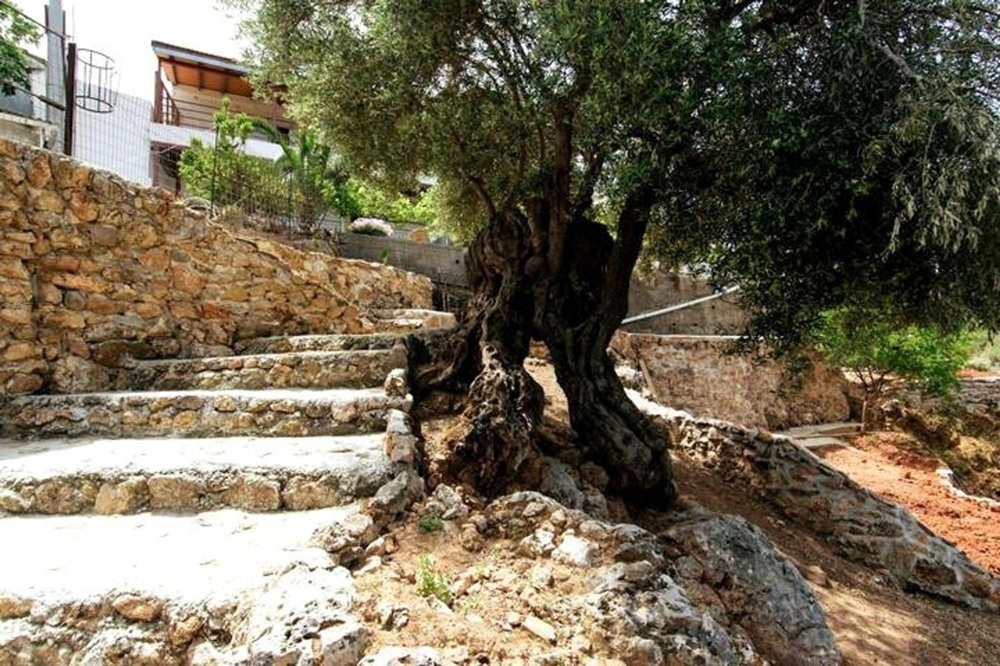 Aoria Traditional House With Stuning Mountain View Loulos Luaran gambar
